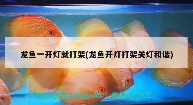 ［萬圣節］+愛養魚無奈魚缸吵