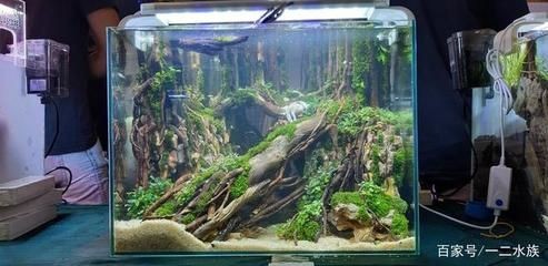 水草造景的黃金分割比例：方形魚缸造景布局技巧