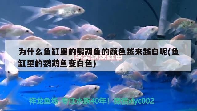龍魚配虎魚怎么樣啊圖片（龍魚虎魚圖片大全大圖）
