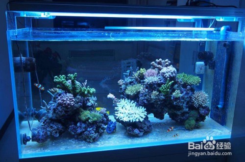 宣化區銘龍雅苑水族館（宣化區銘龍雅苑水族館