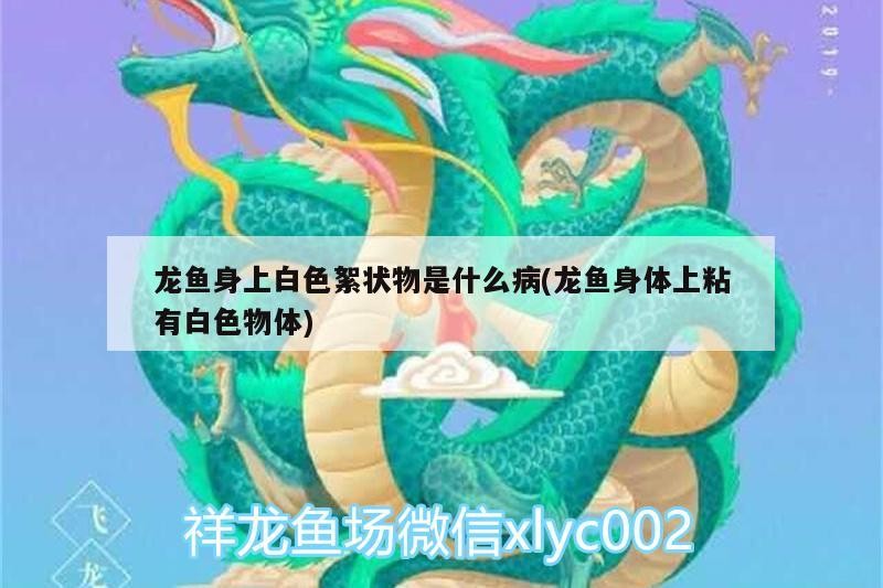 龍魚腮部最忌諱的幾種東西，你知道嗎？，紅龍魚腮部最忌諱的幾種東西