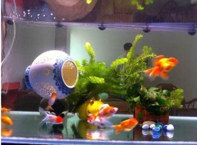 龍魚可以養雙數嗎？
