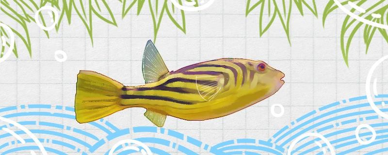 斑馬狗頭魚吃什么怎么養(yǎng) 斑馬狗頭魚吃什么怎么養(yǎng) 虎魚百科