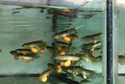 龍魚應該怎么喂養好看