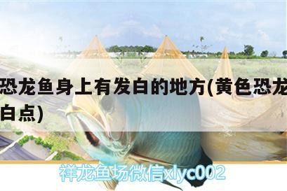 虎皮魚該如何正確飼養，虎皮魚的養殖虎皮魚的正確飼養
