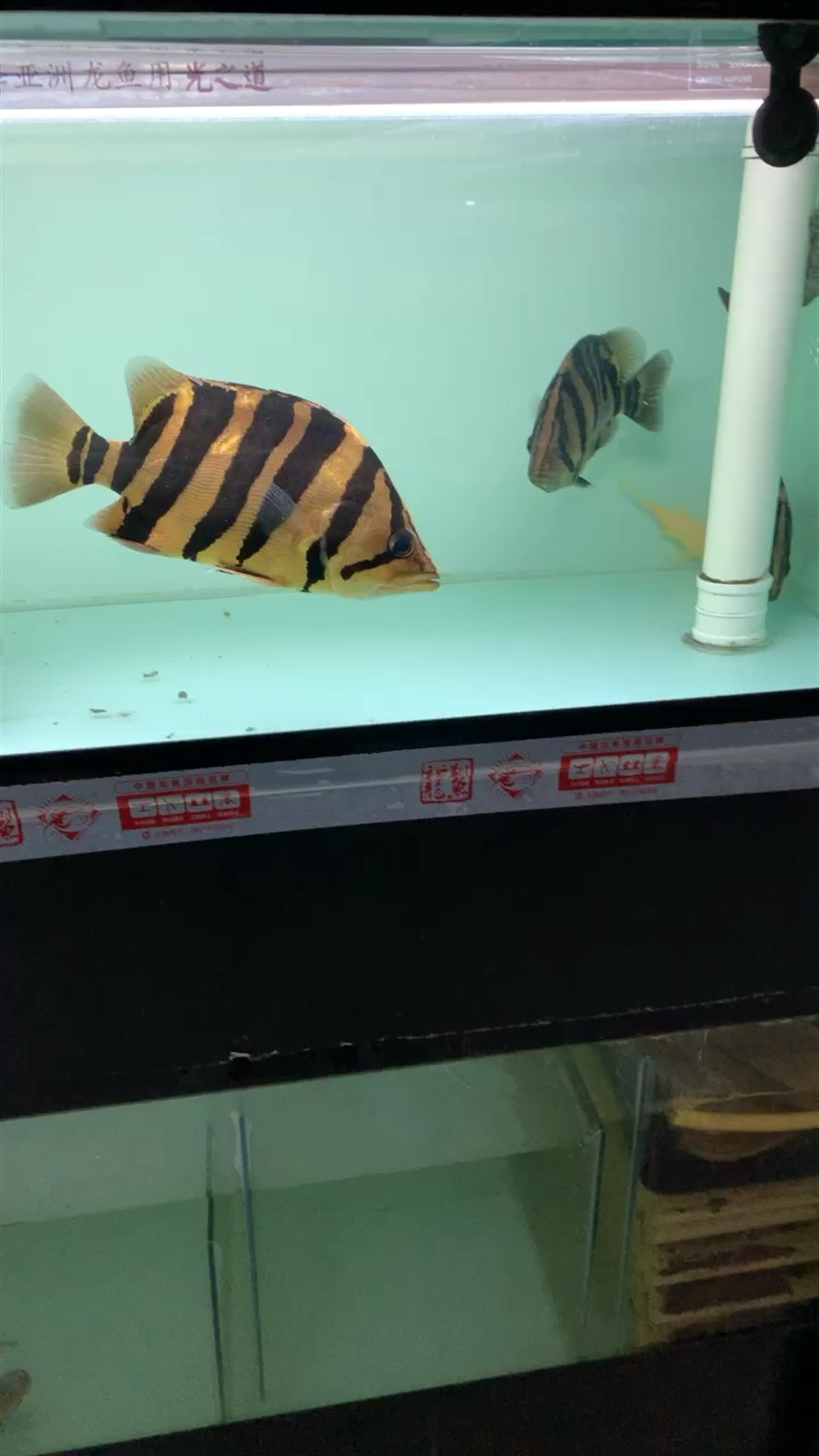 虎魚狀態