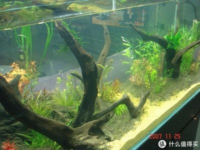 水草魚缸造景的魅力探索：diy魚缸造景效果圖，讓你的魚缸成為家中的一道獨特風景線