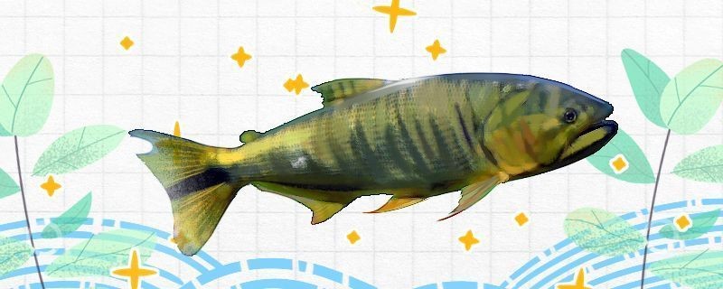 黃金河虎魚混養水質管理技巧，黃金河虎魚混養技術