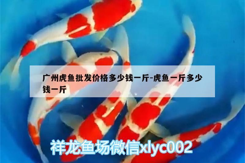 廣州虎魚批發(fā)價格多少錢一斤:虎魚一斤多少錢一斤