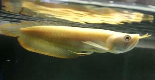 龍魚怎么馴養(yǎng)
