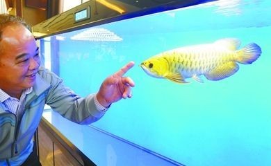 龍魚怎么馴養(yǎng)