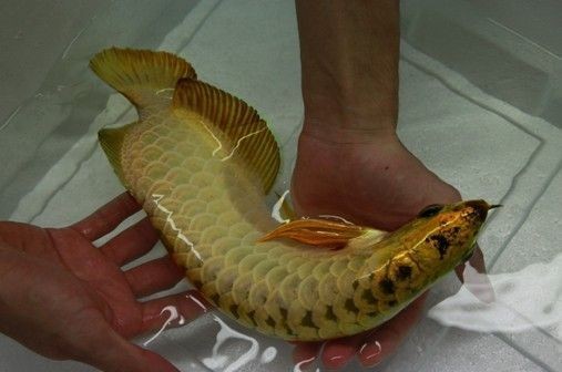 金龍魚吃活魚還是死魚好一點 金龍魚吃活魚還是死魚好一點 龍魚百科 第1張