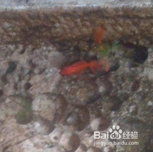 鐘樓區(qū)北港花魚坊水族館（鐘樓區(qū)北港花魚坊水族館電話）