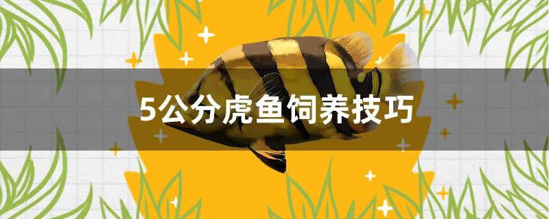 5公分虎魚飼養技巧是什么