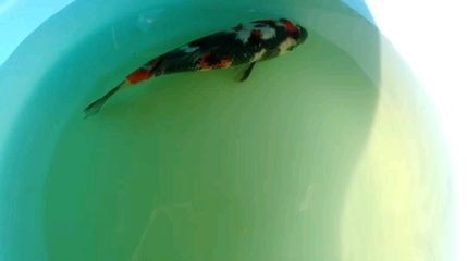 龍魚(yú)被咬了怎么處理方法