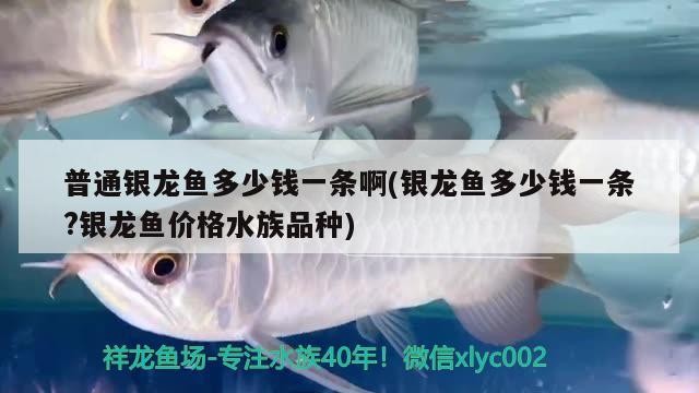普通銀龍魚多少錢一條啊(銀龍魚多少錢一條?銀龍魚價格水族品種)