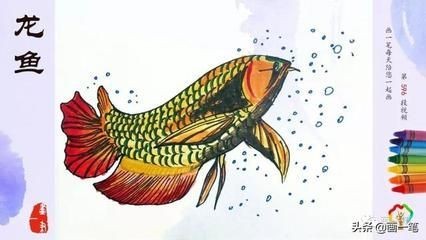 不想養龍魚了
