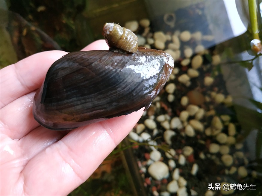 河蚌在魚缸中的生存狀況一直是養魚愛好者關注的話題：河蚌在魚缸中生存狀況一直是養魚愛好者關注的話題