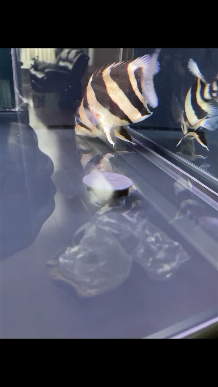 虎魚 拒食 腹部凹陷 頭抬不起來