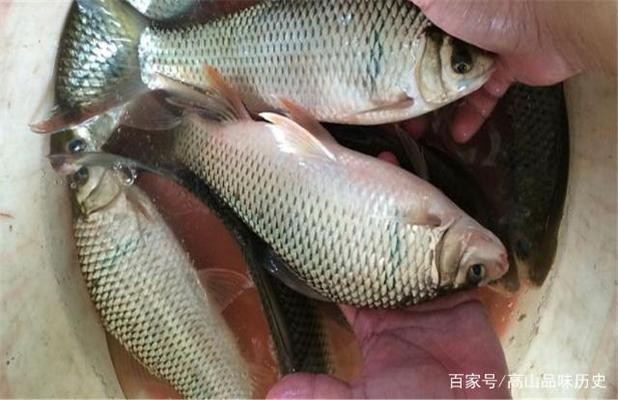 市中區濤濱水族商店