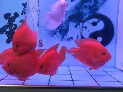 銀龍魚英文名字（銀龍魚英文名字叫什么）