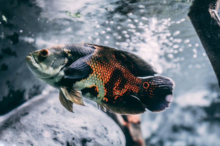 艾倫水虎魚能長多大（成體艾倫水虎）