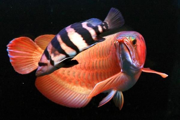 經濟技術開發區富瑞水族館（富瑞酒店電話）