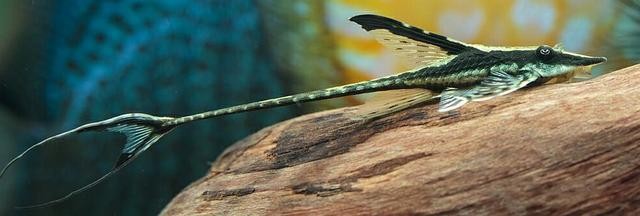 鳳縣雙石鋪鎮(zhèn)愛(ài)漁水族店（鳳縣魚(yú)類(lèi)）