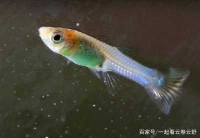 養鳳尾魚的最佳水溫是22.2℃至27.2℃至27.[需手動填充]：關于鳳尾魚的魚缸溫度的詳細信息