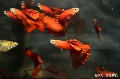 養鳳尾魚的最佳水溫是22.2℃至27.2℃至27.[需手動填充]：關于鳳尾魚的魚缸溫度的詳細信息