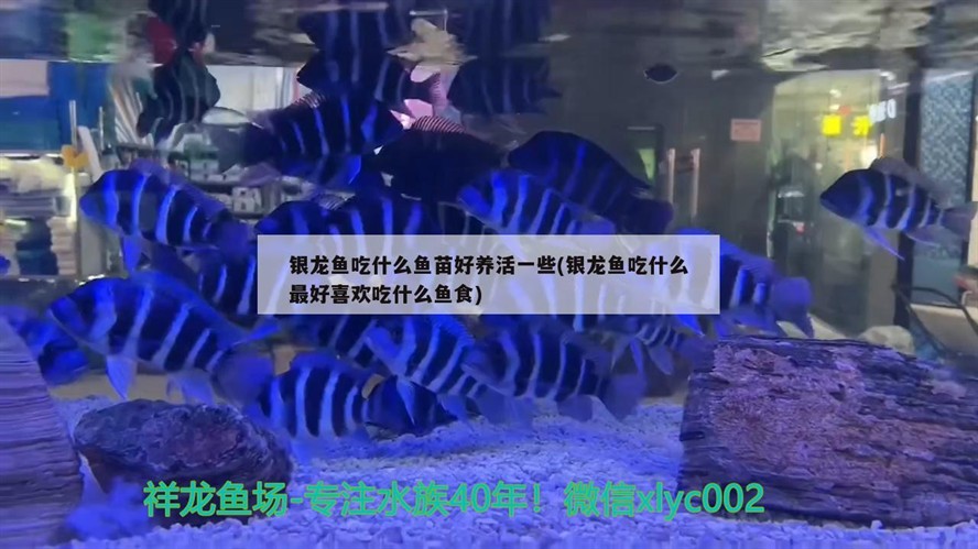 銀龍魚吃什么魚苗好養活一些(銀龍魚吃什么最好喜歡吃什么魚食)