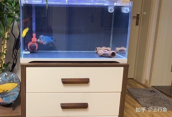 廣州市越秀區奇諾水族店（廣州市越秀區奇諾水族店地址） 廣州市越秀區奇諾水族店（廣州市越秀區奇諾水族店地址） 全國水族館企業名錄 第1張