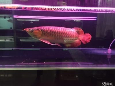裝飾品金龍魚