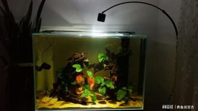 銀龍魚摔了一下掉魚鱗了怎么辦（銀龍魚摔了一下掉魚鱗了怎么辦啊）