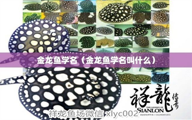 邯鄲市復興區任興鋼花卉水族館（邯鄲任建新）