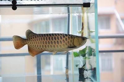 金龍魚最佳發(fā)色溫度和濕度是多少
