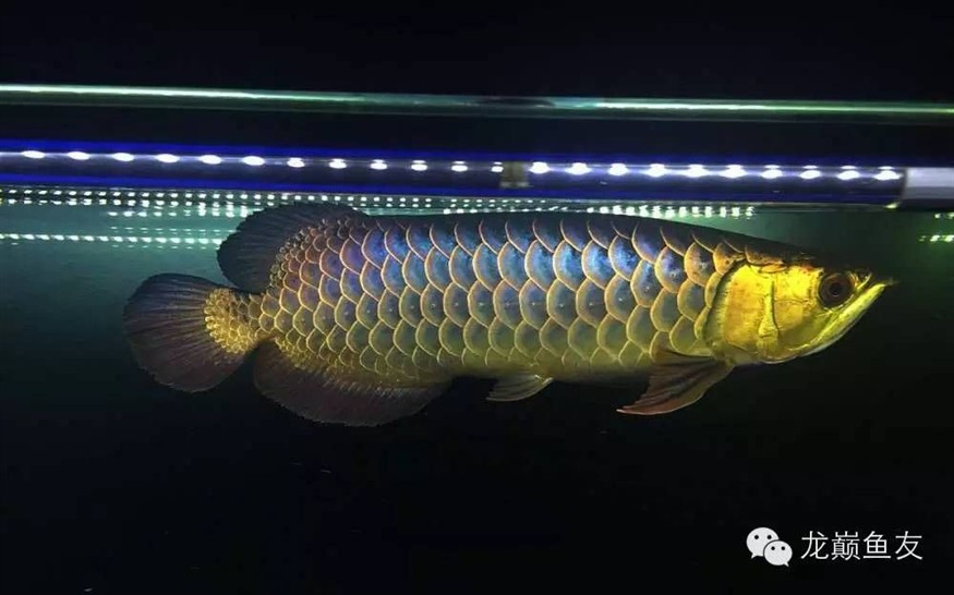 金龍魚最佳發(fā)色溫度和濕度是多少