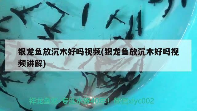 銀龍魚放沉木好嗎視頻(銀龍魚放沉木好嗎視頻講解)