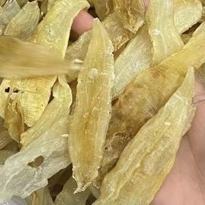 大龍魚如何撈出來養(yǎng)