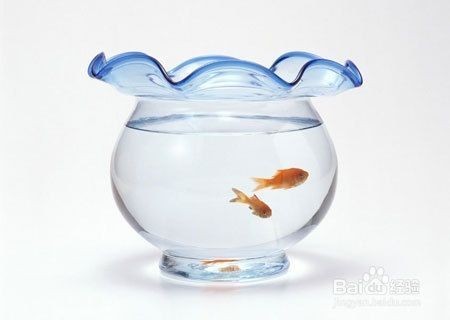 虎頭鯊可以和銀龍魚混養嗎（虎頭鯊可以和銀龍魚混養嗎視頻）