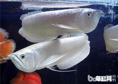 買銀龍魚