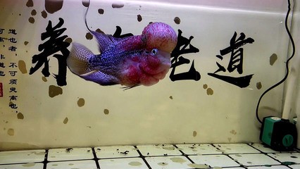 海口龍華李慶文水族觀賞魚攤（海口李慶輝）