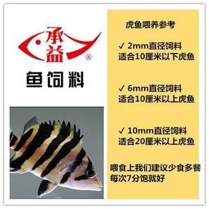 虎魚飼料訓餌時間周期，關于虎魚飼料訓餌時間周期的一些詳細信息
