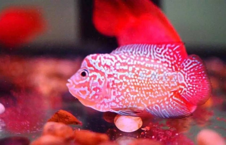 八十的魚缸能養多少魚：如何計算養魚數量