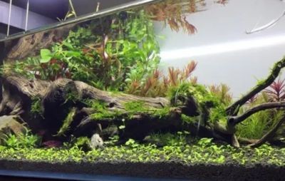 八十的魚缸能養多少魚：如何計算養魚數量