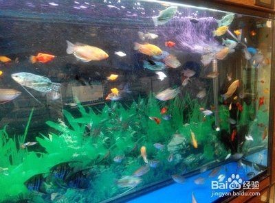 花鳥市場魚缸價格：花鳥市場的魚缸價格