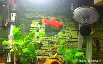 觀賞魚適合新手飼養的觀賞魚,觀賞魚品種及其他魚種及其其他魚種：養什么樣的觀賞魚好？