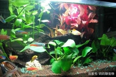 觀賞魚適合新手飼養的觀賞魚,觀賞魚品種及其他魚種及其其他魚種：養什么樣的觀賞魚好？