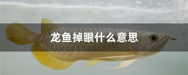 龍魚為什么不吃死魚的魚呢