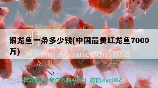 銀龍魚(yú)一條多少錢(qián)(中國(guó)最貴紅龍魚(yú)7000萬(wàn))